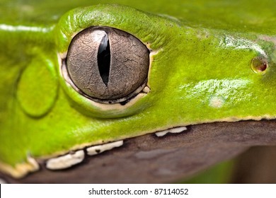 Frog Eye Amphibian Vertical Pupil Beautiful Animal Detail Of Iris Phyllomedusa Bicolor