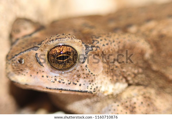 Frog Eye Closeup Stock Photo Edit Now 1160710876