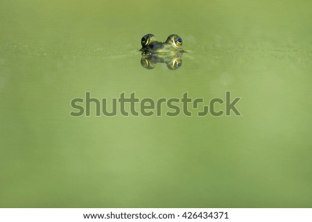 Frog eyes peer over the surface of a small green pond on a summer day.