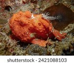 Frog fish, Central Visayas, Philippines.