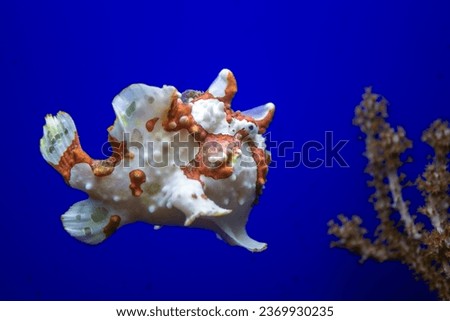 frog fish on blue background