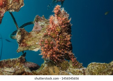 Frog Fish Red Sea Colorful Beautiful Stock Photo 1456545656 | Shutterstock