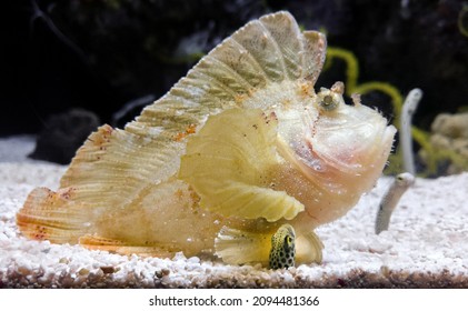 Frog Fish And Sand Eel 