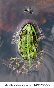 Frog And A Fly