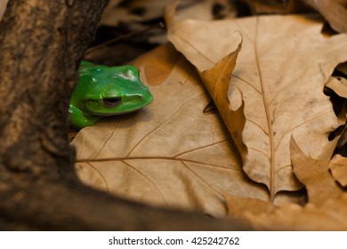 Frog in the foliage