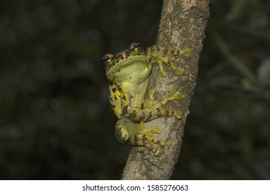 Frog, Ghatizalus Sp, Rhacophoridae, Eravikulam National Park, Kerala.