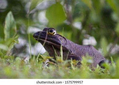 Frog With Glassy Eyes Waiting Still In The Grass