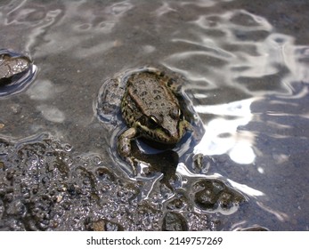 the frog got out in the spring on the mud and croaks