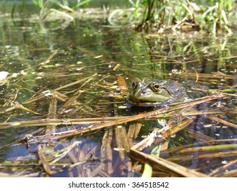 Frog in the grass - Shutterstock ID 364518542