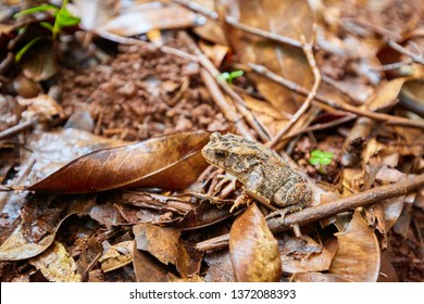 Frog, Great Mimicry, Mauritius, Indian Ocean