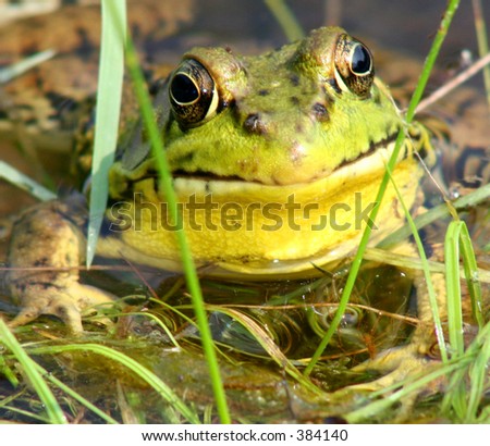 Frog head close up.