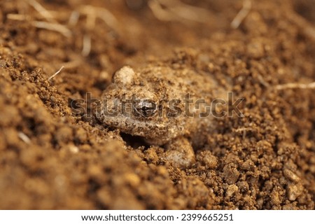 A frog hibernating in the soil