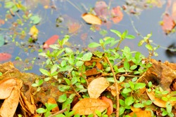 Frog Hiding Between Green Leaves