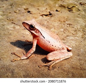Frog, High-Quality Uncommon Frog Photo