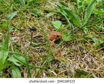 Frog Inside Hiawatha National Forest.