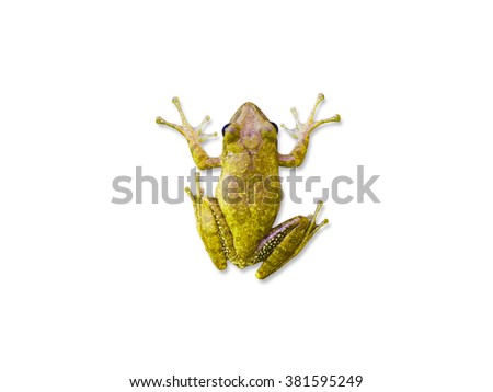 frog isolate and white backgrounds 