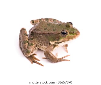 Frog Isolated On White