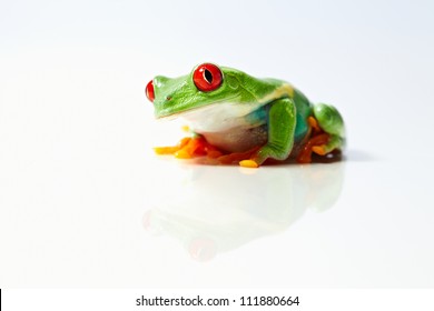 Frog Isolated On White Background