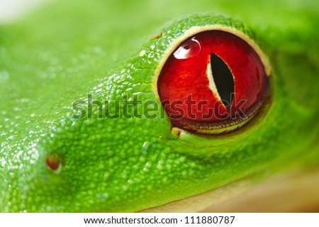 frog isolated on white background