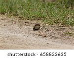 Frog, jumping Frog, Africa, Rwanda