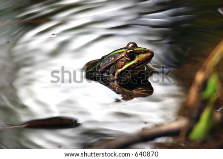 Frog in lake