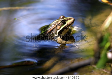 Frog in lake
