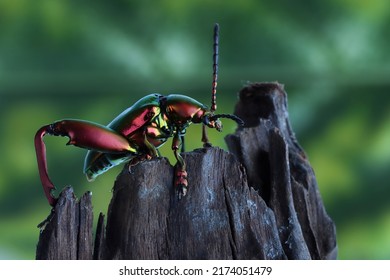 A frog leg beetle (Sagra sp) on flower, A frog leg beetle (Sagra sp) eating nectar, frog leg beetle (Sagra sp) closeup