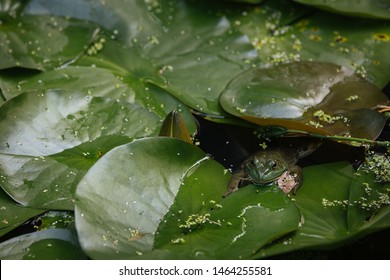 Frog With Lilies Lower Third