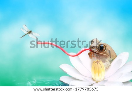 Frog with a long tongue catching dragonfly