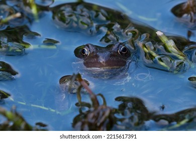 Frog Looking Up From Garden Pond