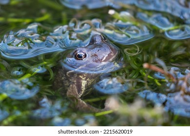 Frog Looking Up From Garden Pond