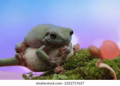 a frog looking at