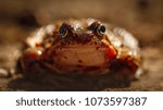 Frog from macro perspective with a forest background.