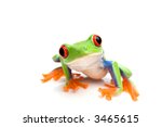 frog macro - a red-eyed tree frog (Agalychnis callidryas) isolated on white