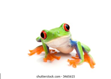 frog macro - a red-eyed tree frog (Agalychnis callidryas) isolated on white