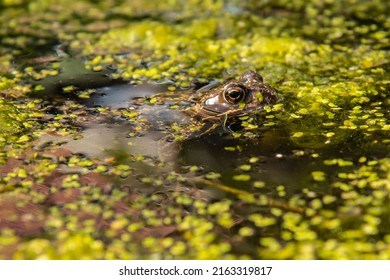 Frog, macro. Frog sitting in the swamp, closeup. Green frog in water. Swamp 