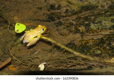 Frog Of Madagascar