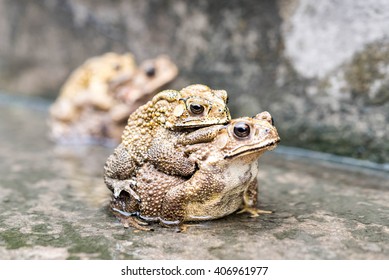 1,407 Frog sex Images, Stock Photos & Vectors | Shutterstock