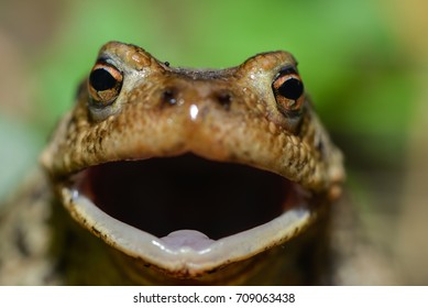 a frog in the meadow