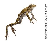 a frog mid jump dynamic leaping pose isolated on white transparent background