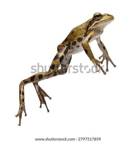 a frog mid jump dynamic leaping pose isolated on white transparent background