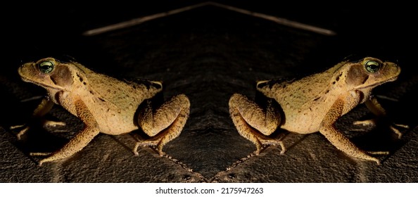 Frog Native Central South America Belongs Stock Photo 2175947263