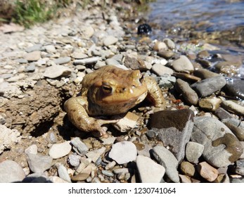 Frog on the beach