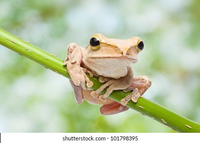 Frog on green bokeh background