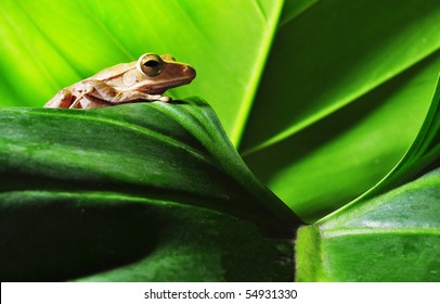frog on green leaf