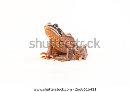 frog on isolated background .
