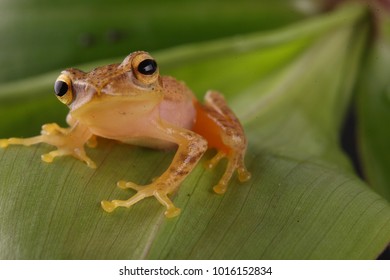 a frog on leaf