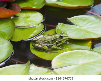 frog on leaf
