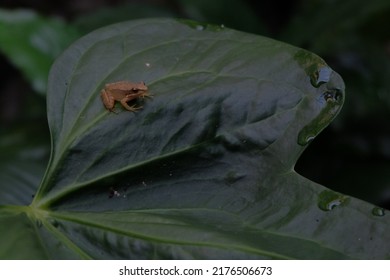 a frog on a leaf
