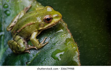 Frog on a leaf